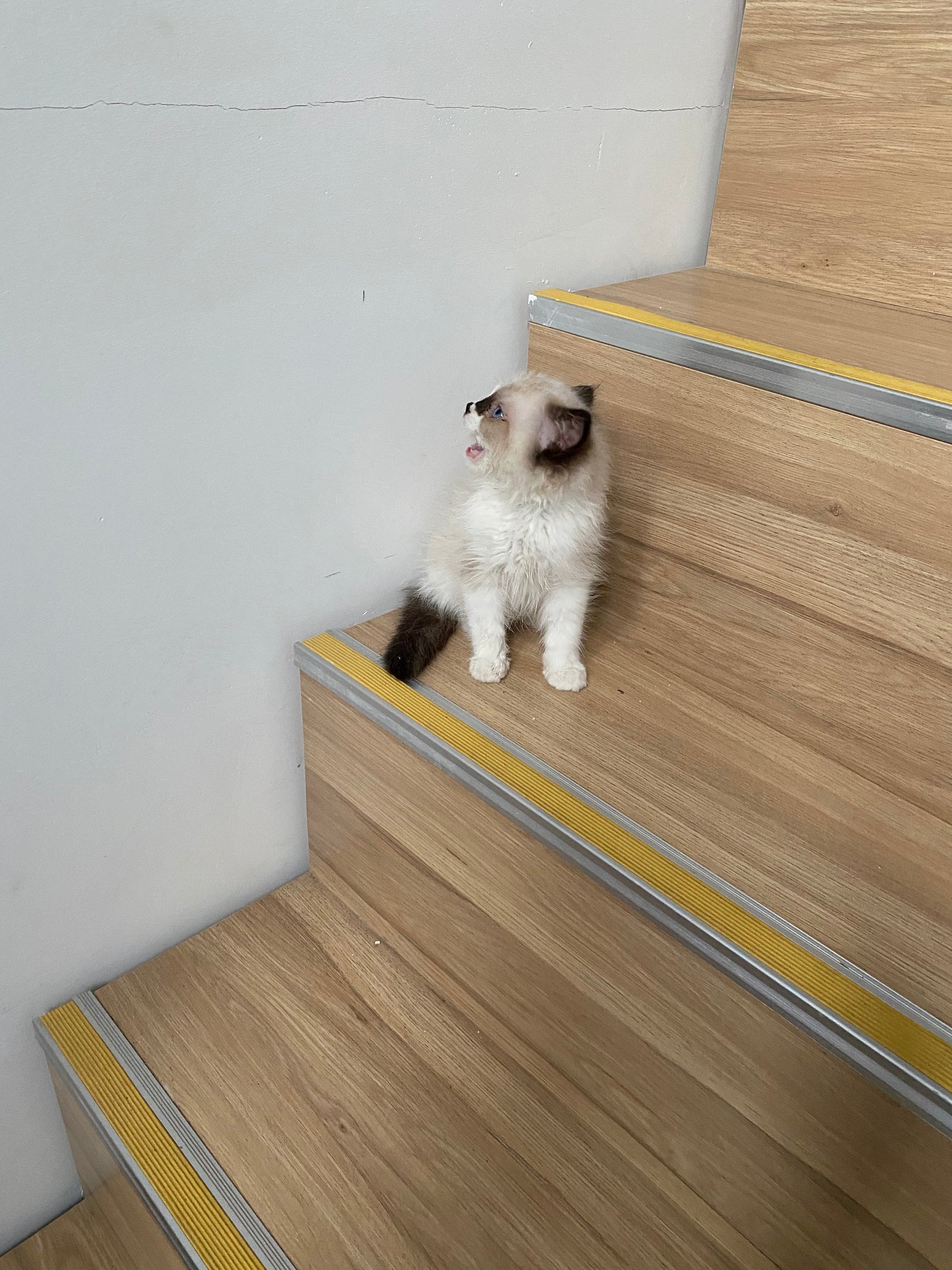 Custom pet keepsake