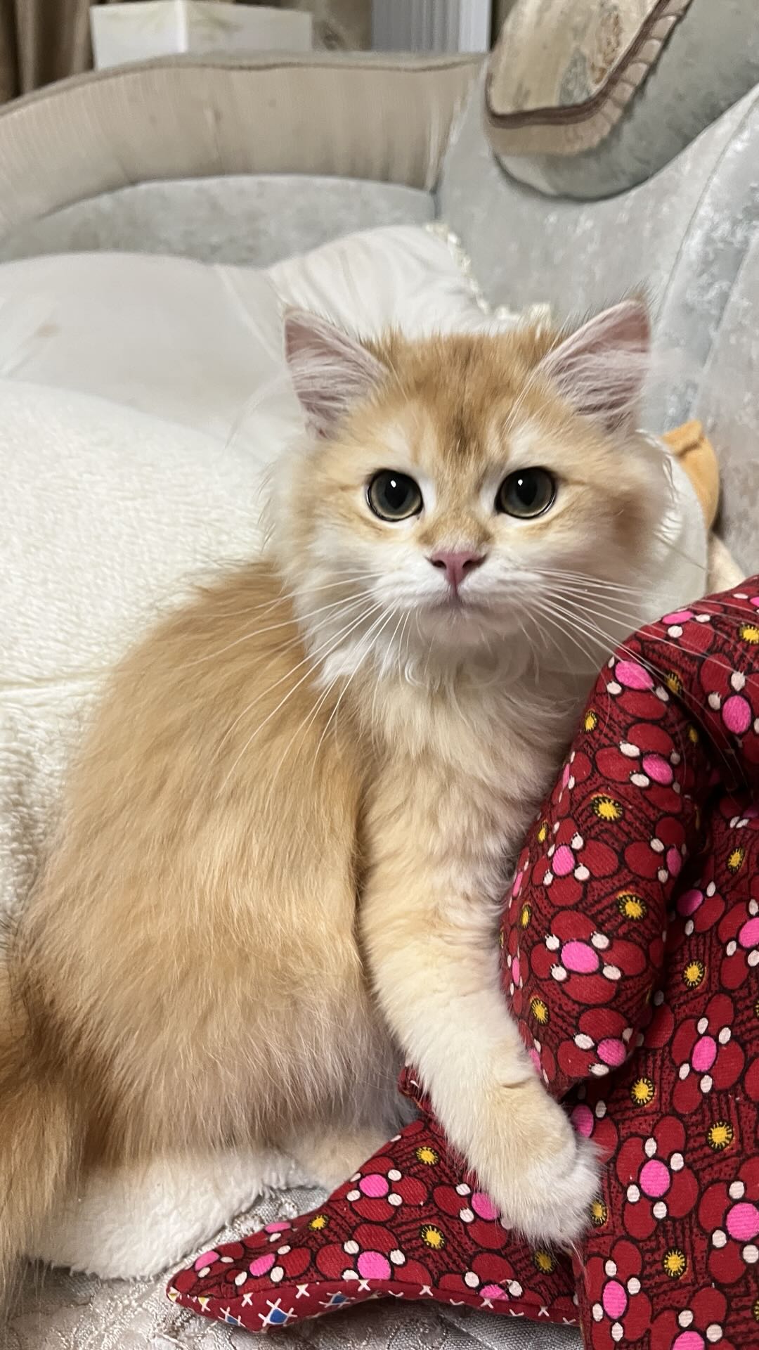 Mochi original pet photo