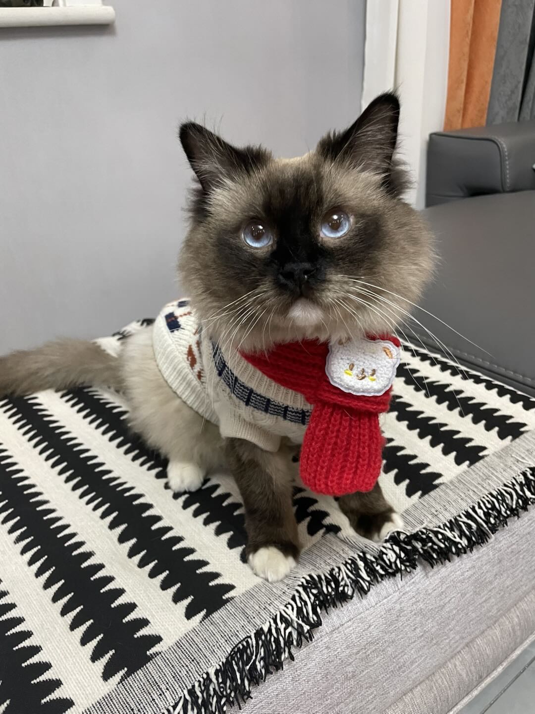 Nori original pet photo