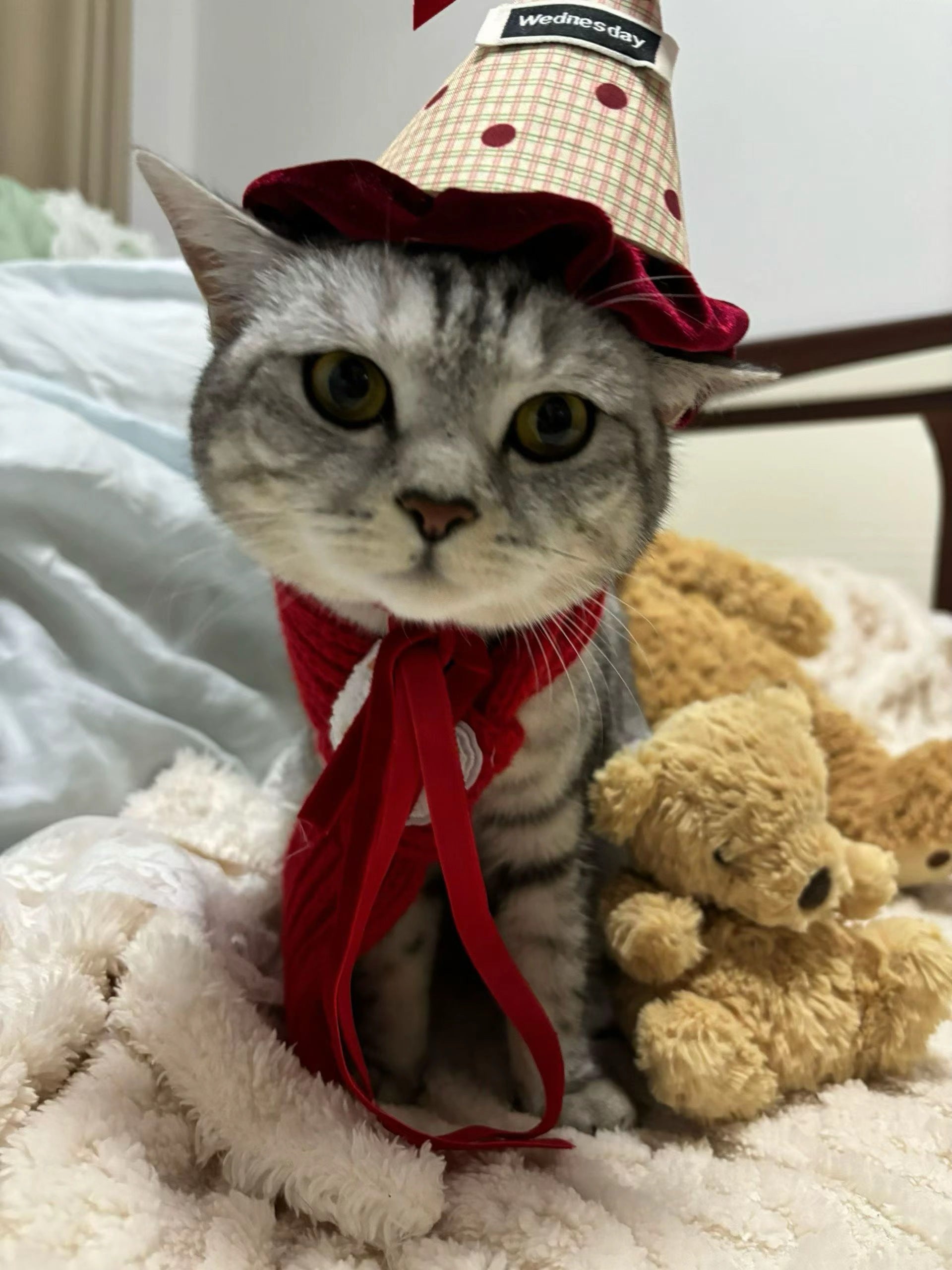 Wednesday original pet photo